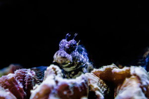 salarias fasciatus pez agua salada acuario marino sps lps invertebrados marinos