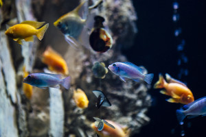 ciclidos africanos malawi tanganica acuario pecera agua dulce tropical